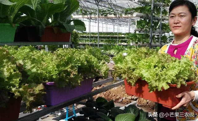 外婆的種菜訣竅,陽台要這樣利用,好看又有效