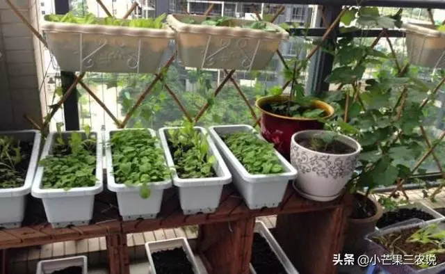 外婆的種菜訣竅,陽台要這樣利用,好看又有效