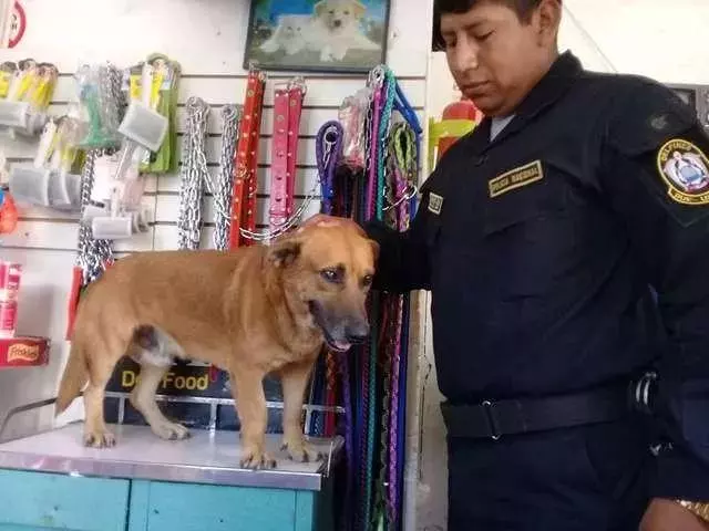 流浪狗被警察收養，但分配的工作崗位是認真的嗎：太有誘惑力