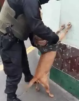 流浪狗被警察收養，但分配的工作崗位是認真的嗎：太有誘惑力