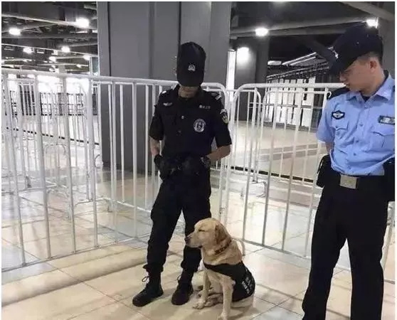 流浪狗被警察收養，但分配的工作崗位是認真的嗎：太有誘惑力