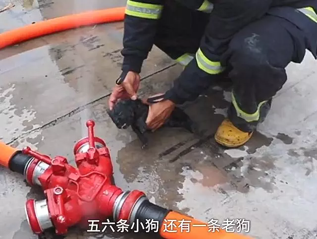 火場救出小奶狗,眼看就要沒了氣,消防員的舉動令人眼眶一熱