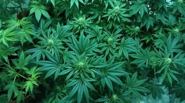 生活中9種用多足以致命的飲食和行為!