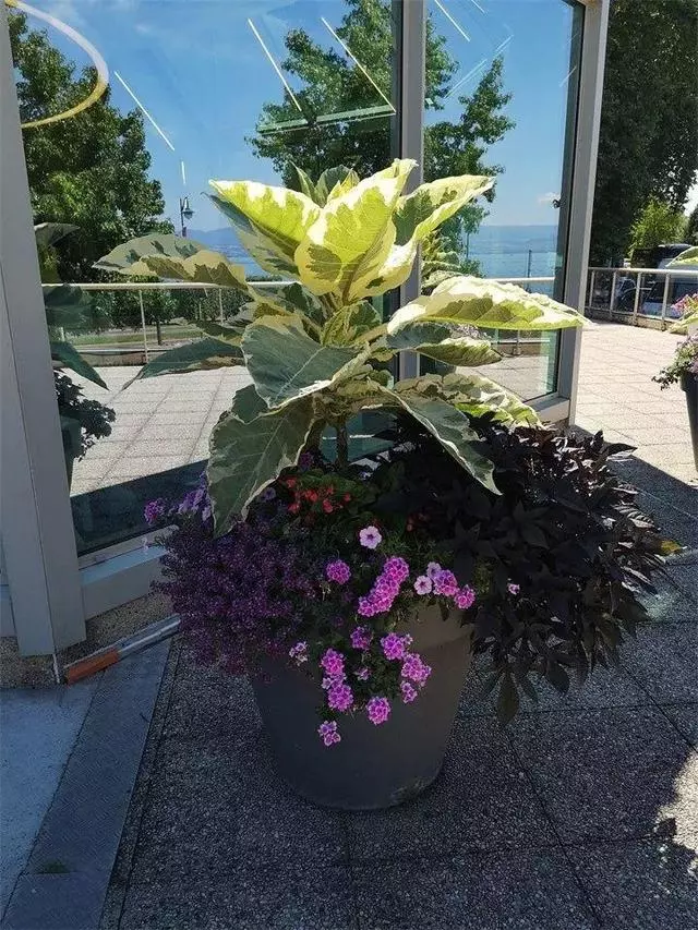一個盆種了4種花,老媽讓我趕緊拔,幸好沒聽她的