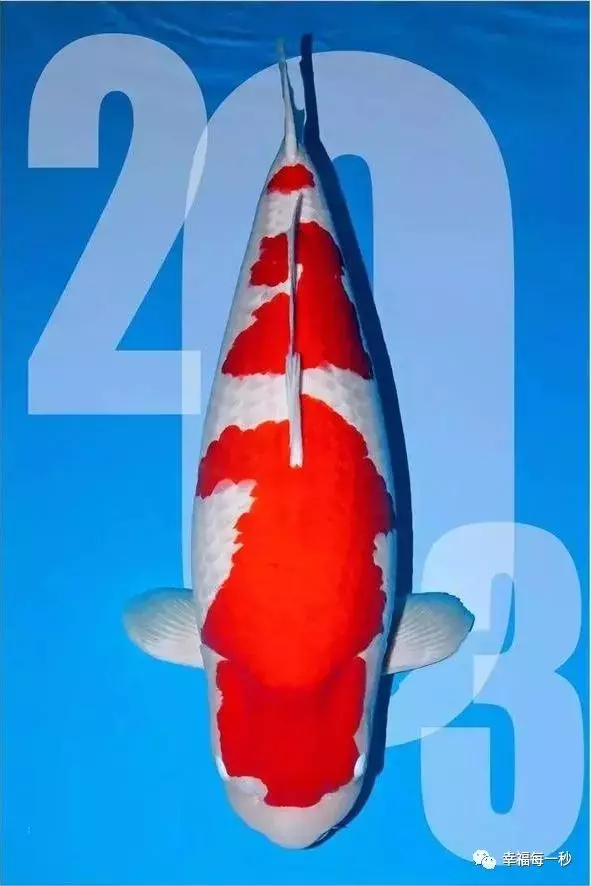 「清華大學生」欠債2個億,只能輟學去養魚,結果一條魚賣2億300!
