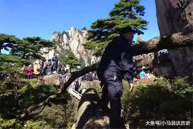 中國最珍貴的兩棵樹, 一棵投保1個億, 另一棵有警衛24小時把守 !