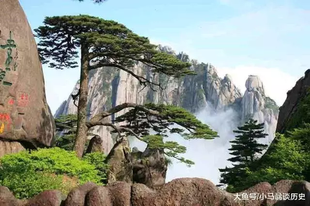 中國最珍貴的兩棵樹, 一棵投保1個億, 另一棵有警衛24小時把守 !