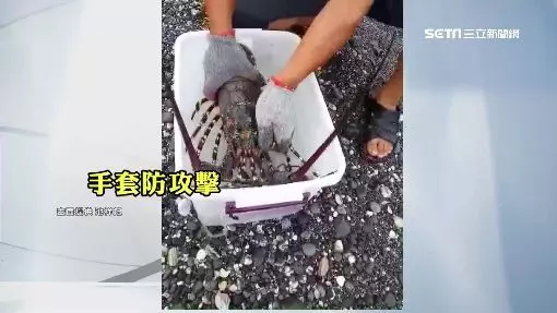 釣到海中巨人!台東漁民捕撈到「5台斤錦繡龍蝦」價值百萬以上 他拿起來一看後「決定當場放回海裡」