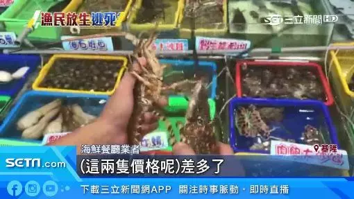 釣到海中巨人!台東漁民捕撈到「5台斤錦繡龍蝦」價值百萬以上 他拿起來一看後「決定當場放回海裡」
