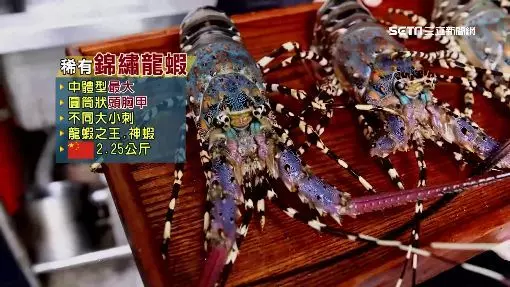 釣到海中巨人!台東漁民捕撈到「5台斤錦繡龍蝦」價值百萬以上 他拿起來一看後「決定當場放回海裡」