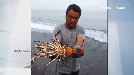 釣到海中巨人!台東漁民捕撈到「5台斤錦繡龍蝦」價值百萬以上 他拿起來一看後「決定當場放回海裡」