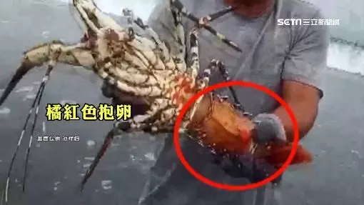 釣到海中巨人!台東漁民捕撈到「5台斤錦繡龍蝦」價值百萬以上 他拿起來一看後「決定當場放回海裡」