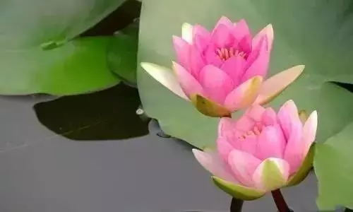 這輩子有你真好我最親愛的老伴,卻看哭了所有人!