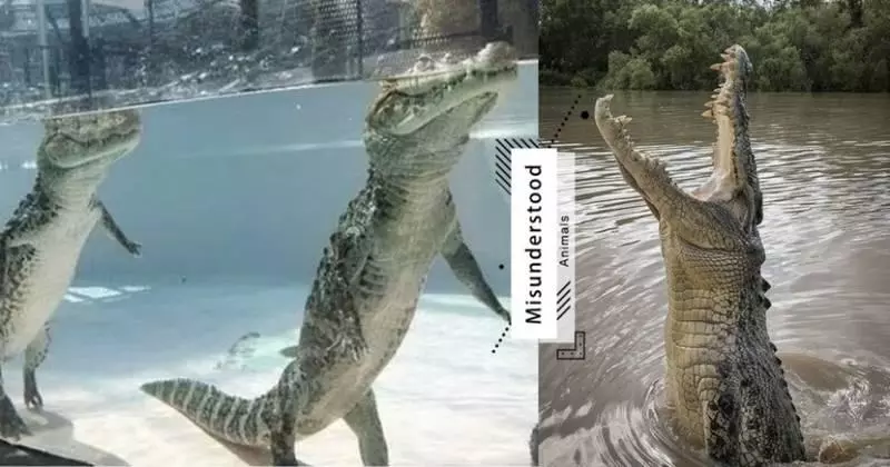 鱷魚在水中竟然是站著的?4個超爆笑「被大家誤會已久」的動物大真相~網友:還我可愛的動物形象啊