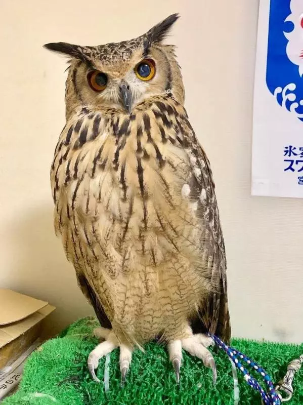 鱷魚在水中竟然是站著的?4個超爆笑「被大家誤會已久」的動物大真相~網友:還我可愛的動物形象啊
