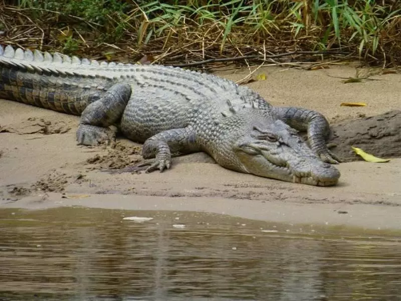 鱷魚在水中竟然是站著的?4個超爆笑「被大家誤會已久」的動物大真相~網友:還我可愛的動物形象啊