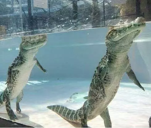 鱷魚在水中竟然是站著的?4個超爆笑「被大家誤會已久」的動物大真相~網友:還我可愛的動物形象啊