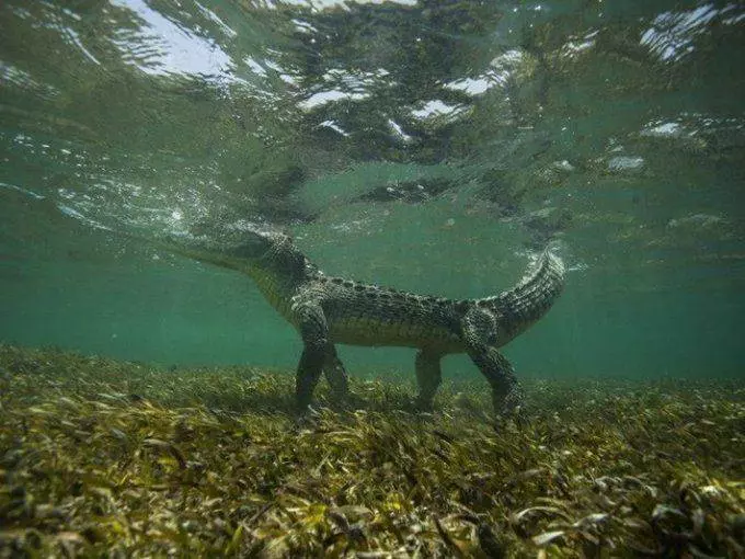 鱷魚在水中竟然是站著的?4個超爆笑「被大家誤會已久」的動物大真相~網友:還我可愛的動物形象啊