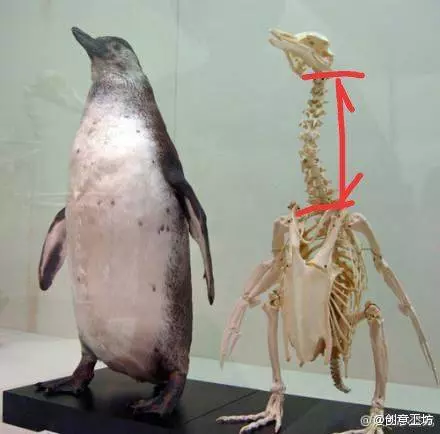 鱷魚在水中竟然是站著的?4個超爆笑「被大家誤會已久」的動物大真相~網友:還我可愛的動物形象啊