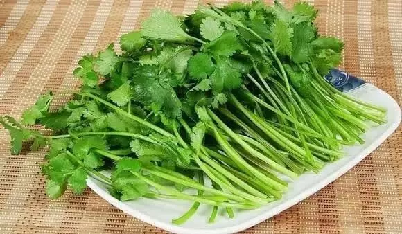 香菜不單只是調味菜,原來用香菜煮水還有這5個作用!軟化血管清腸毒!遠離血栓 !