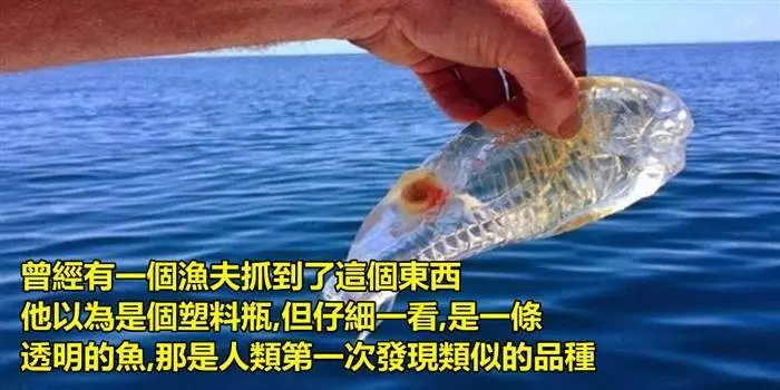 13個動物界的冷知識!不說你不知道,趕快來看看吧!