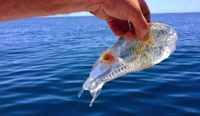 13個動物界的冷知識!不說你不知道,趕快來看看吧!