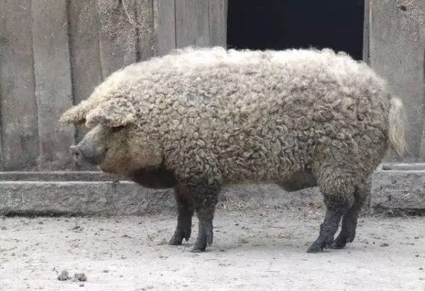 13個動物界的冷知識!不說你不知道,趕快來看看吧!