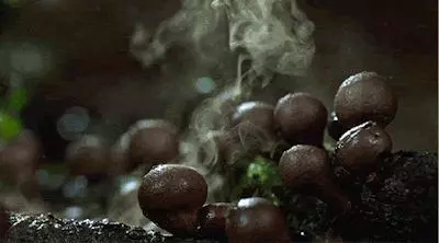 一頓飯吃了不到10分鐘,寧波一家4口被毒倒!這東西很毒,千萬別亂碰!