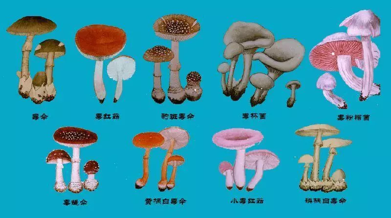 一頓飯吃了不到10分鐘,寧波一家4口被毒倒!這東西很毒,千萬別亂碰!