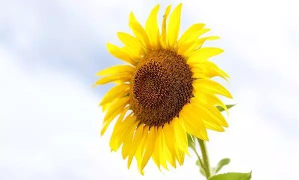家裡東西越整齊,人生越幸福,越會「整理」,越能過理想的生活