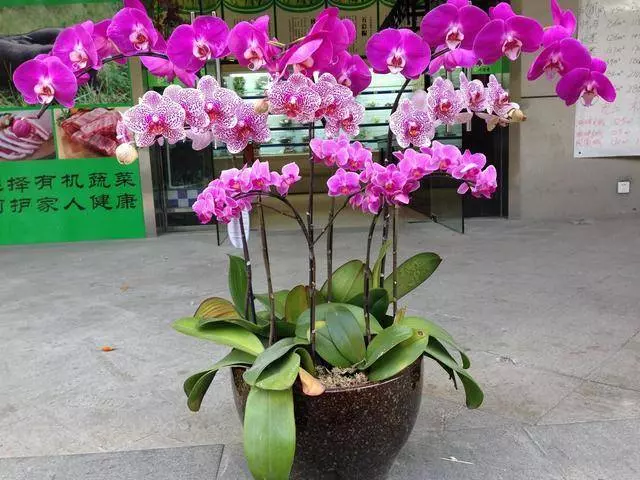 床儘量不要「單邊靠牆」!這是為什麼呢?養花澆水放個小藥片,比施肥還管用,猛開花,不黃葉!