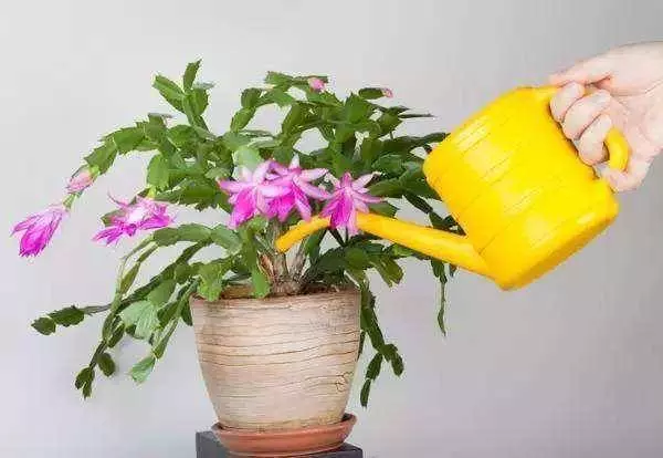 床儘量不要「單邊靠牆」!這是為什麼呢?養花澆水放個小藥片,比施肥還管用,猛開花,不黃葉!