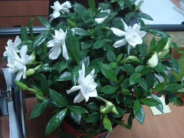 床儘量不要「單邊靠牆」!這是為什麼呢?養花澆水放個小藥片,比施肥還管用,猛開花,不黃葉!