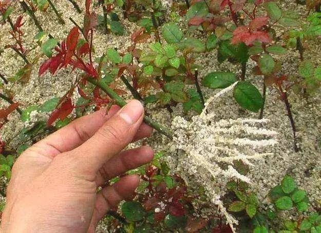 床儘量不要「單邊靠牆」!這是為什麼呢?養花澆水放個小藥片,比施肥還管用,猛開花,不黃葉!