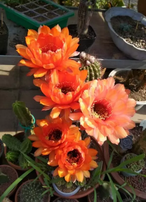 床儘量不要「單邊靠牆」!這是為什麼呢?養花澆水放個小藥片,比施肥還管用,猛開花,不黃葉!