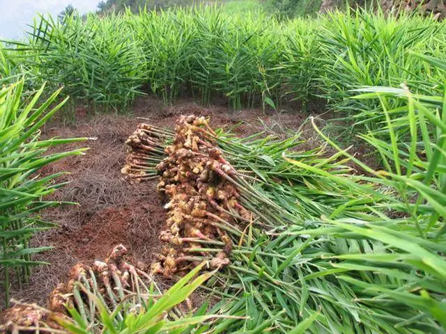 廚房一種食材勝過瀉藥千百倍,讓你「一瀉千裡」,便秘的快快收藏 !