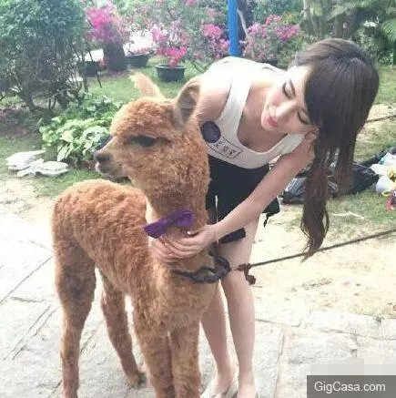 30張笑圖!看第一張就把你給笑跪的內涵笑圖!