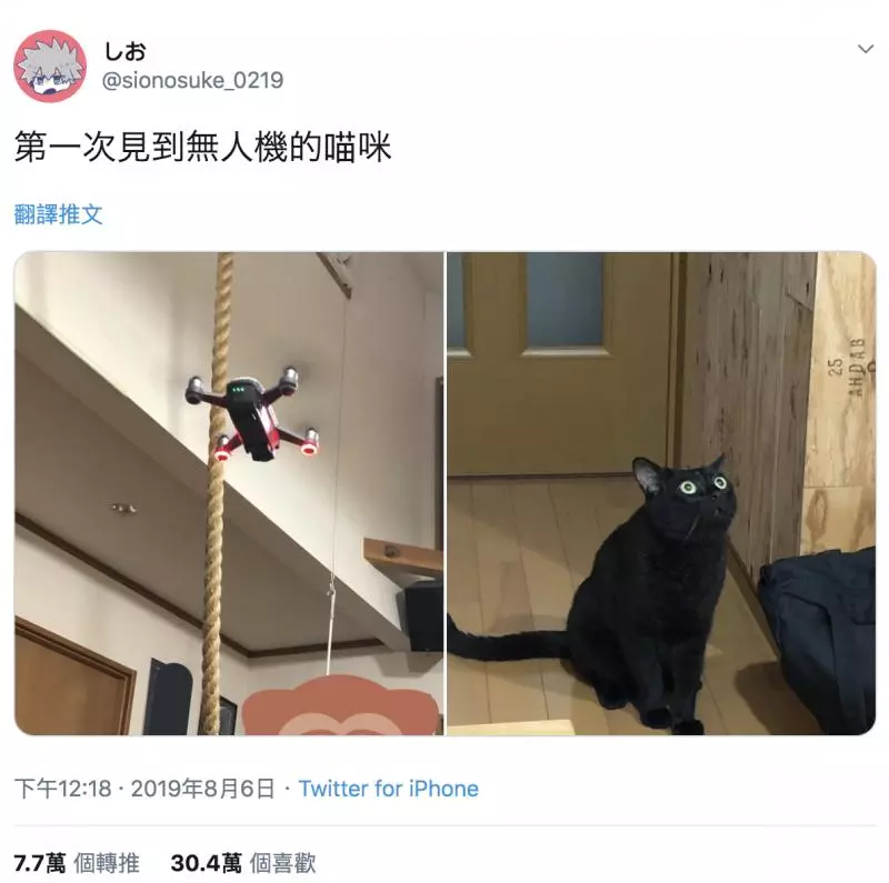 愛我就背我走~「傲嬌貓+忠犬」組隊環遊世界 每天微笑抱抱超級閃