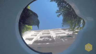 土耳其網友在水碗裡放了個攝像頭,拍下了貓狗們喝水時滑稽的表情
