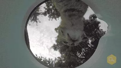 土耳其網友在水碗裡放了個攝像頭,拍下了貓狗們喝水時滑稽的表情