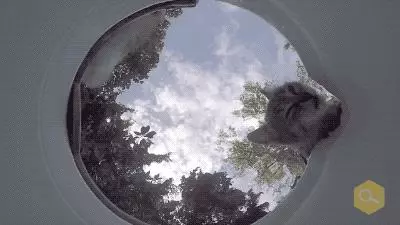 土耳其網友在水碗裡放了個攝像頭,拍下了貓狗們喝水時滑稽的表情