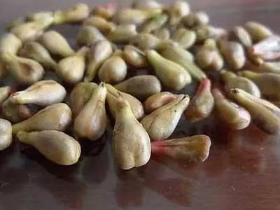 葡萄皮和籽裡,含花青素能抗衰老?營養師闢謠:吃多了一樣有壞處 !