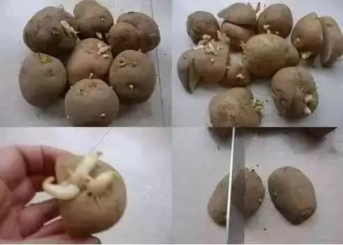吃剩的蘋果、長芽的馬鈴薯千萬別扔!還有大用處呢!