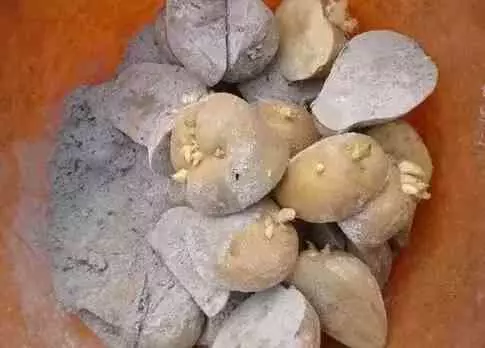 吃剩的蘋果、長芽的馬鈴薯千萬別扔!還有大用處呢!