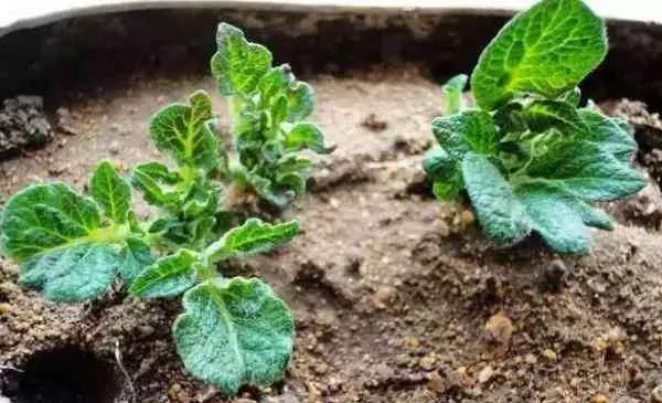 吃剩的蘋果、長芽的馬鈴薯千萬別扔!還有大用處呢!