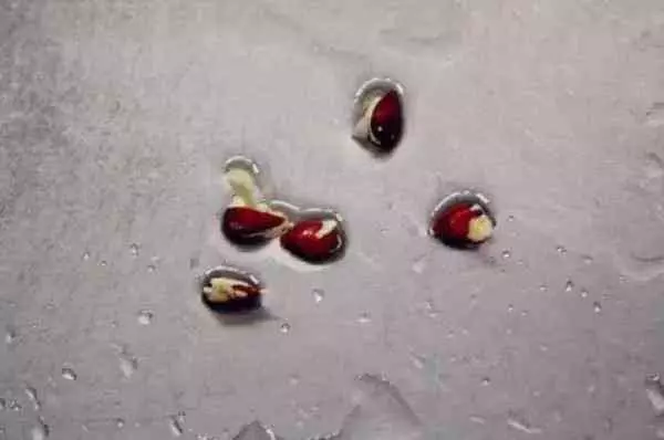吃剩的蘋果、長芽的馬鈴薯千萬別扔!還有大用處呢!