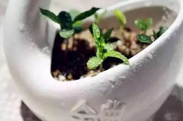 吃剩的蘋果、長芽的馬鈴薯千萬別扔!還有大用處呢!