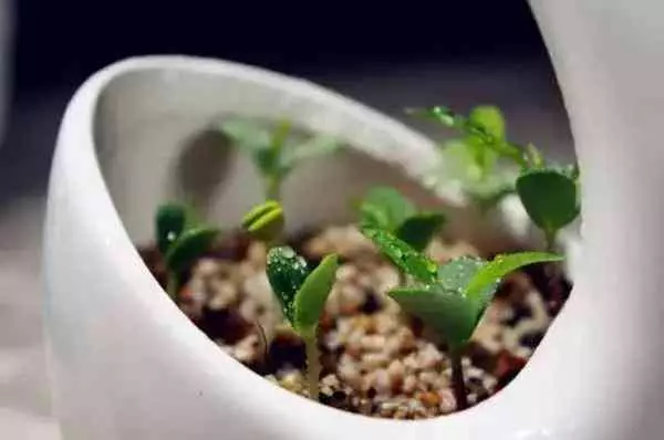 吃剩的蘋果、長芽的馬鈴薯千萬別扔!還有大用處呢!
