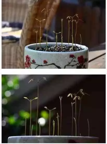 吃剩的蘋果、長芽的馬鈴薯千萬別扔!還有大用處呢!