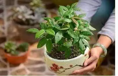 吃剩的蘋果、長芽的馬鈴薯千萬別扔!還有大用處呢!